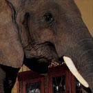 Trus Joist/Weyerhaeuser